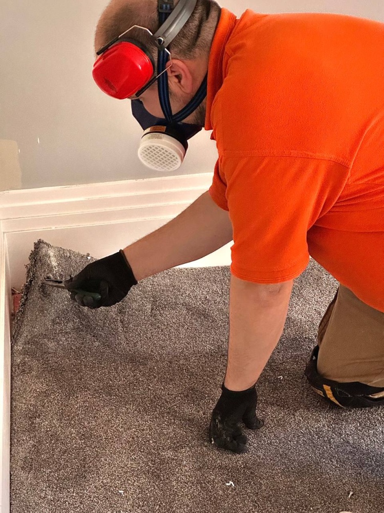 moth-pest-controllers-london