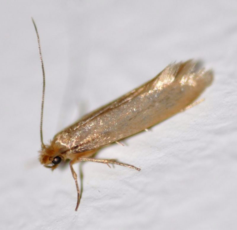 moth-pest-controllers-in-sevenoaks